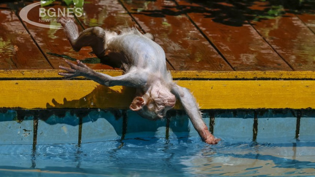 Macaque doing a backflip in a pool